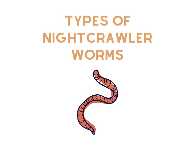 Types of Nightcrawler Worms