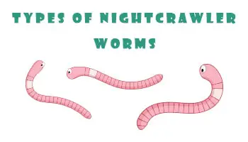Types of Nightcrawler Worms