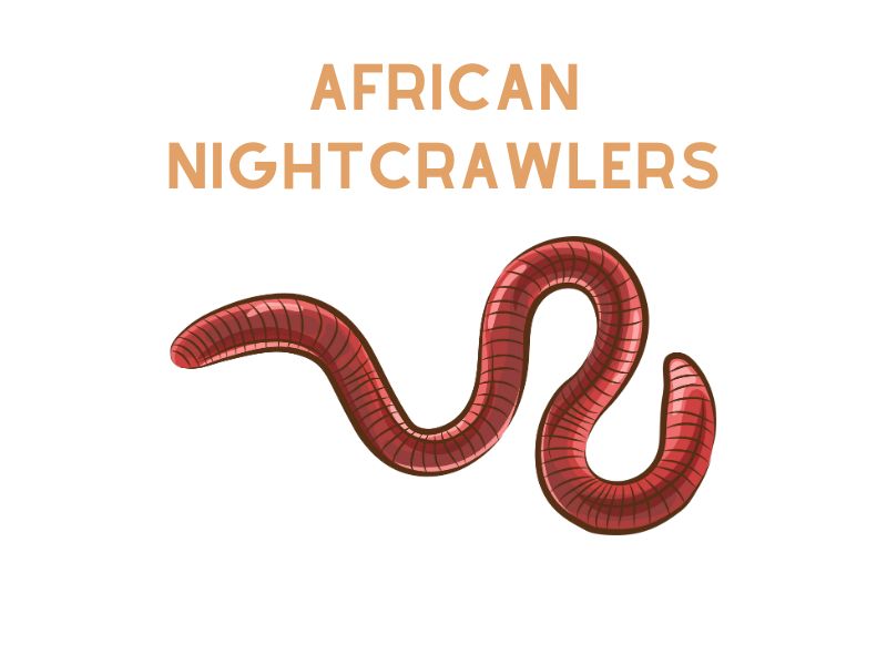 African Nightcrawlers