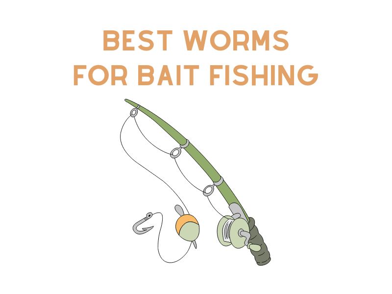 Best Worms for Bait Fishing