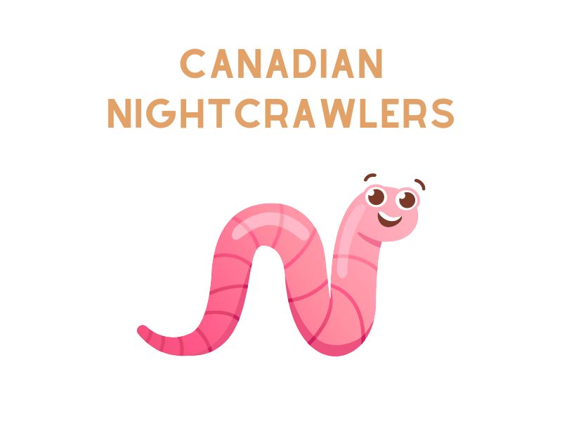 Canadian Nightcrawlers