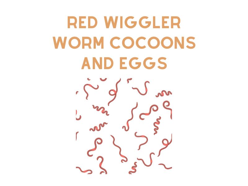 Red Wiggler Worm Cocoons and Eggs