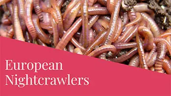 100 European Nightcrawlers  3 gram Bait Size