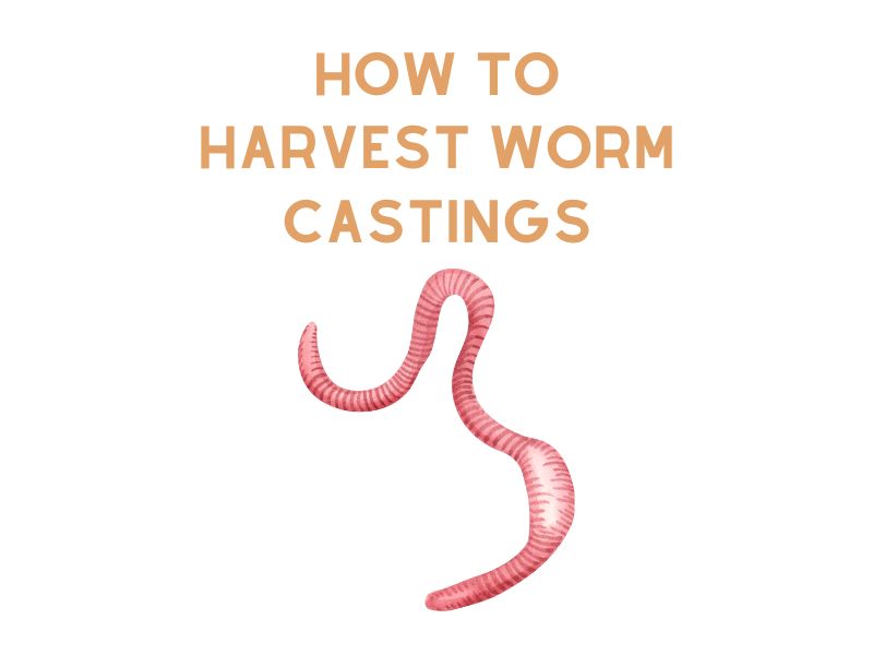 How to Harvest Worm Castings