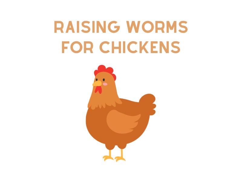 Raising Worms for Chickens
