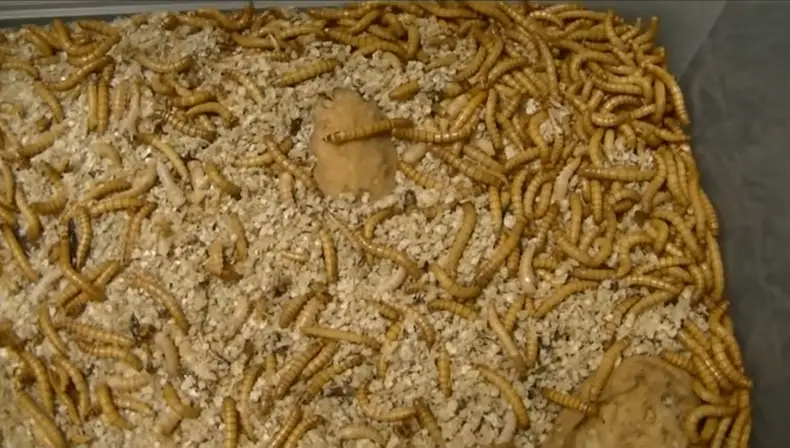 How To Keep Mealworms Alive: Things You Need To Know