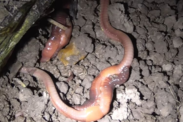 How Do Earthworms Reproduce