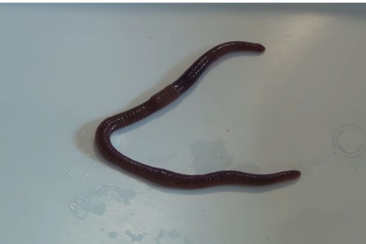 How to Raise Red Worms: Breeding Red Wigglers