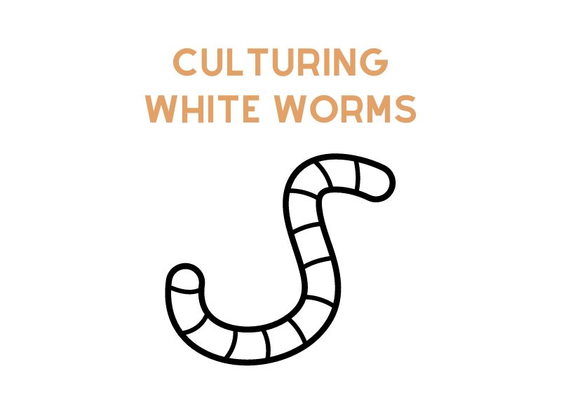 Culturing White Worms