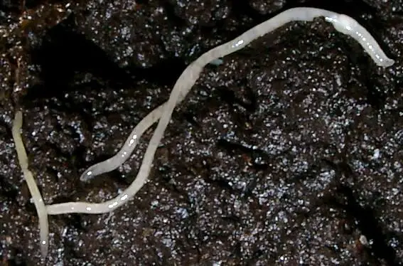 Culturing White Worms (Enchytraeus albidus)