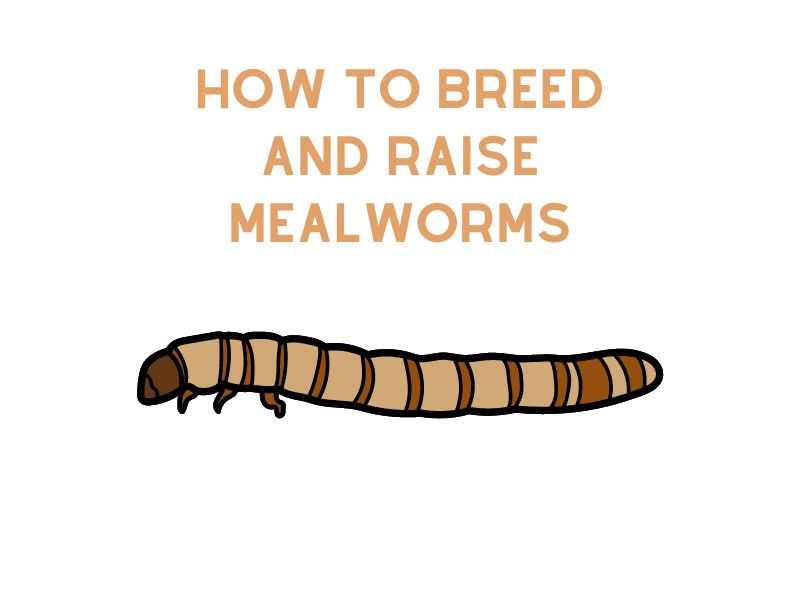 How to Breed and Raise Mealworms