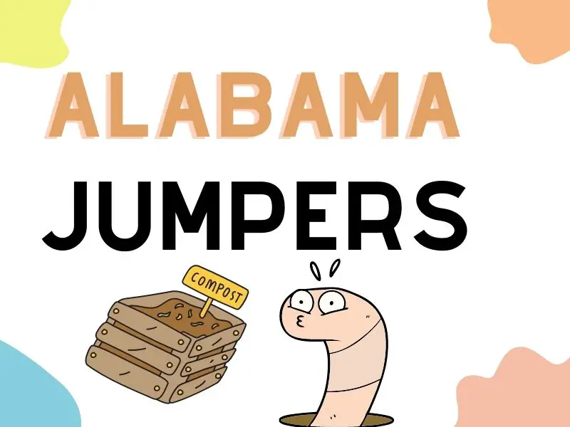 Alabama Jumpers
