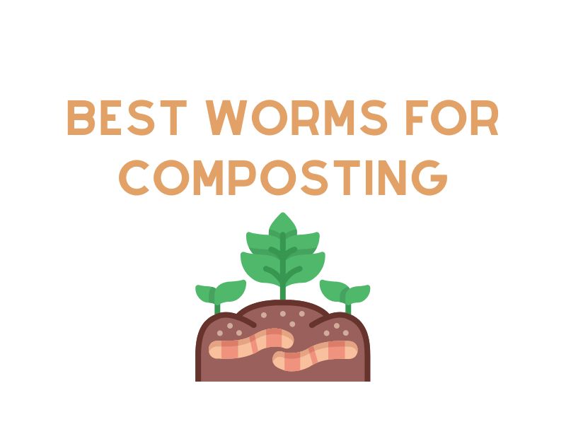 Best Types Of Worms For Vermicomposting