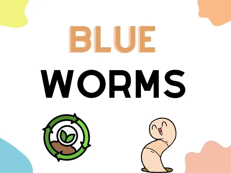 Blue Worms (Perionyx excavatus)