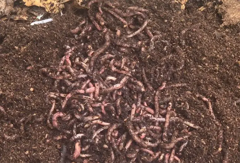 Best Worms For Composting: Vermicomposting Worm Types