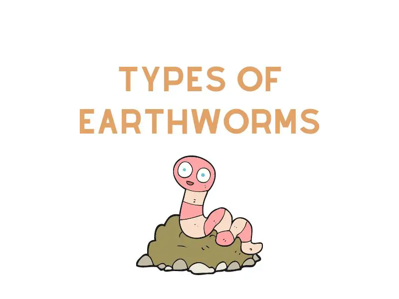 Different types of eartworms