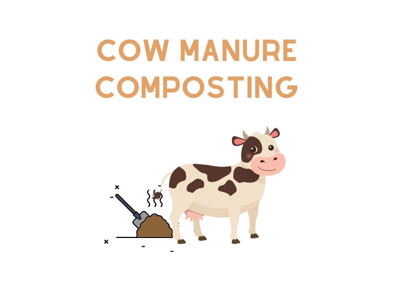 Cow Manure Composting Nature's Remarkable Fertilizer