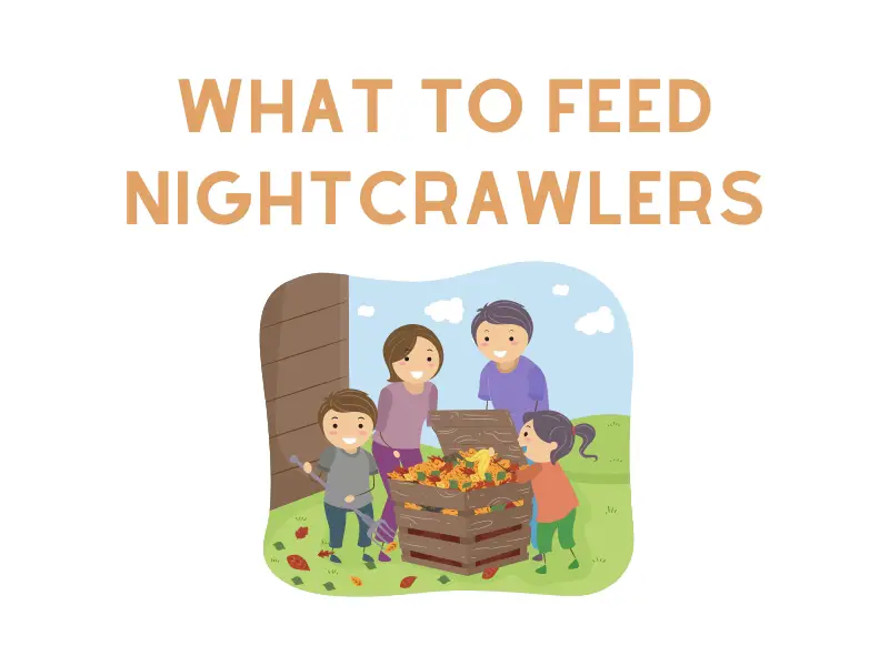 What to Feed Nightcrawlers