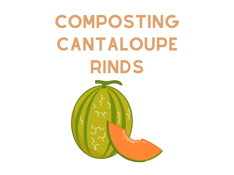 Composting Cantaloupe Rinds