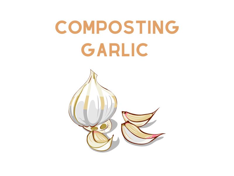 Composting Garlic
