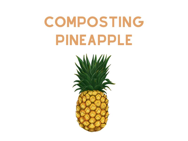 Composting Pineapple