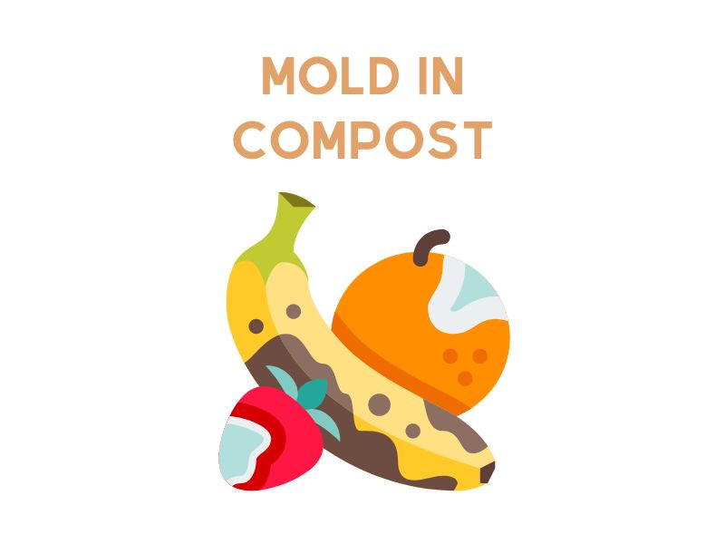 Mold In Compost