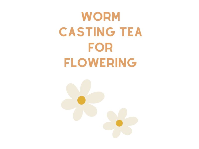 Worm Casting Tea for Flowering