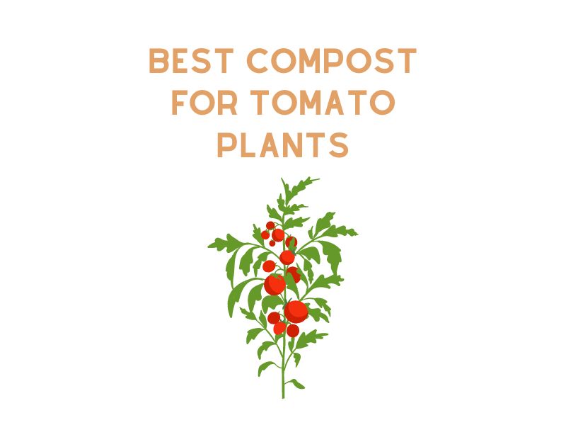 Best Compost For Tomato Plants
