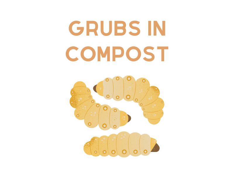 Grubs in Compost