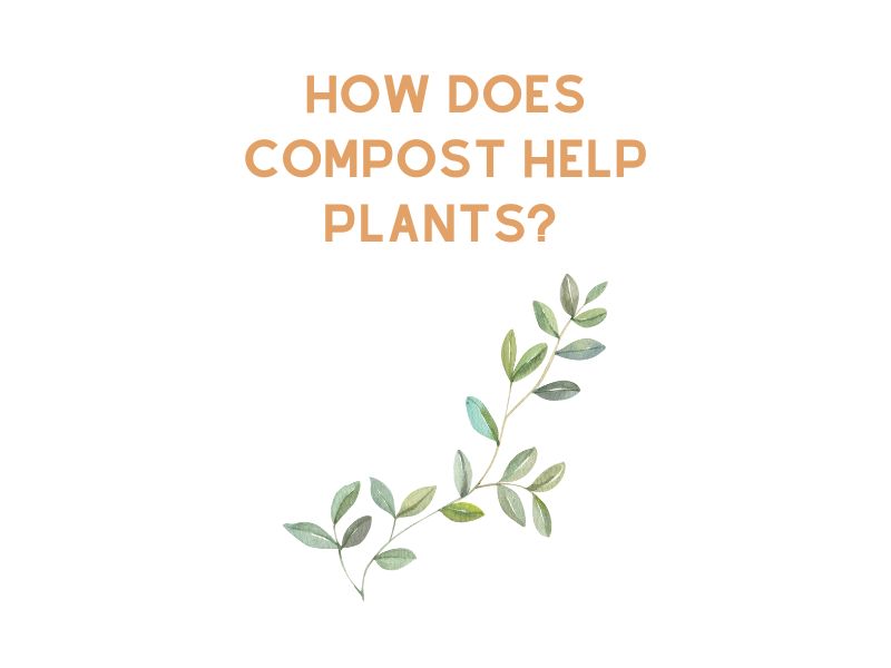 How Does Compost Help Plants?