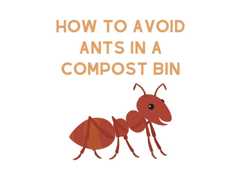 How to Avoid Ants in a Compost Bin